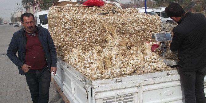 Kastamonu’dan Varto’ya Sarımsak Sevkıyatı