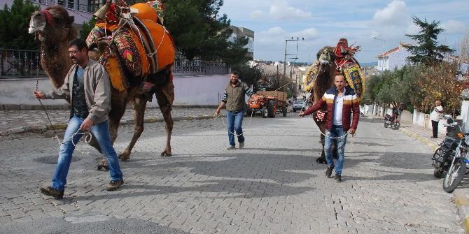 Güreş Develeri Sahaya İndi