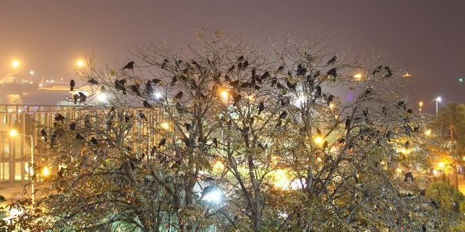 Samsun’da Parkta Karga İstilası