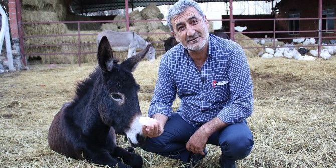 Eşek Sütü Anne Sütüne Rakip