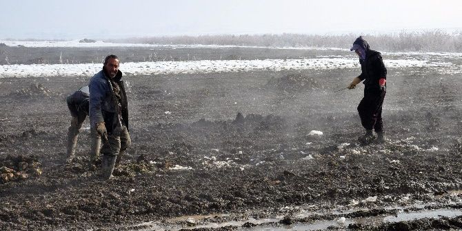 Kar Altında Pancar Sökümü