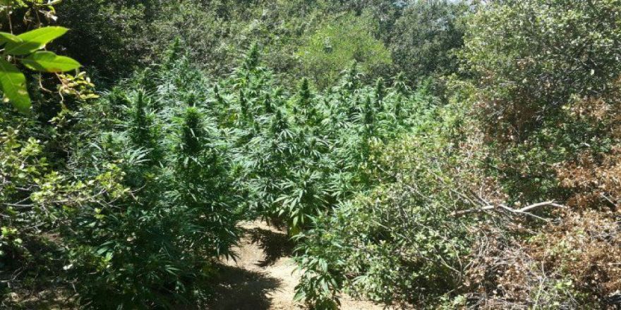Ormanda Kenevir Operasyonu