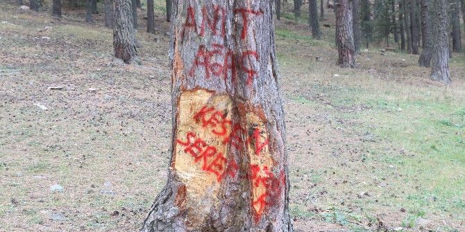 Ağaca Zarar Verenlere İlginç Tepkiler