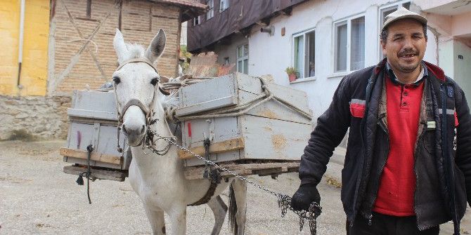 Belediyenin Kadrolu Eşeği