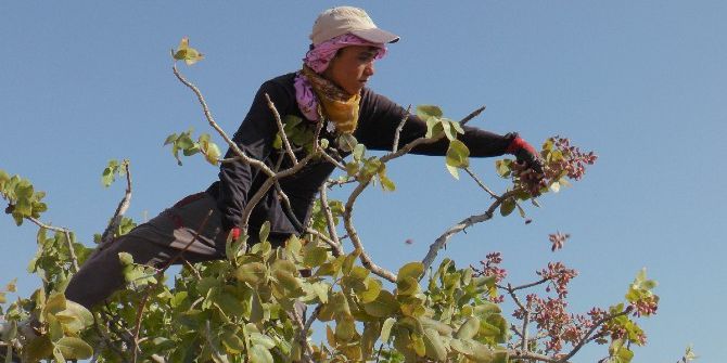 Antep Fıstığında Çiftçinin Yüzünü Güldürecek Gelişme