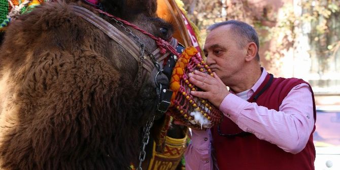 Güreşçi Deve İçin Havut Hayrı Yapıldı