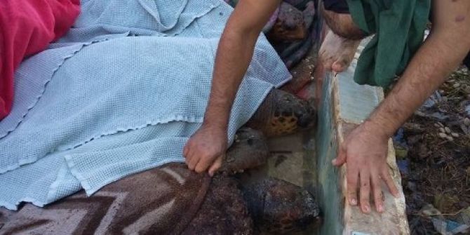 Fırtına İle Sahile Vuran Caretta Carettalar Bakıma Alındı