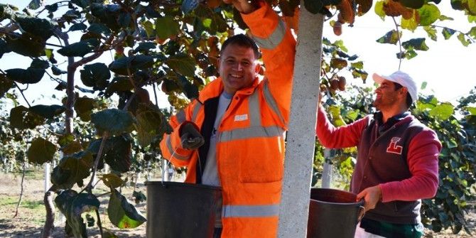 Biga’da Kivi Hasadı