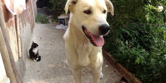 Yavru Kedi İle Köpeğin Dostluğu
