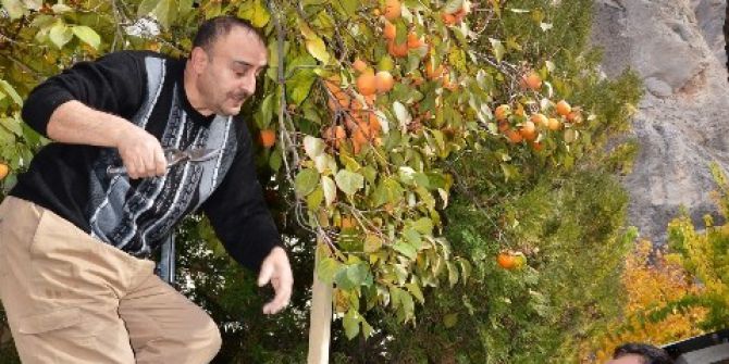 Darendeliler Trabzon Hurmasını Sevdi