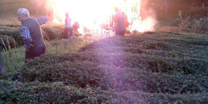 Çamlıhemşin’de Çıkan Yangın Arıları Telef Etti