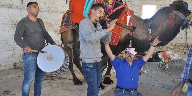 Söke’de Deveye Düğün Gibi Havutlama Töreni