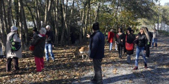 52 Dönümlük Alanda Ağaçları Saydılar