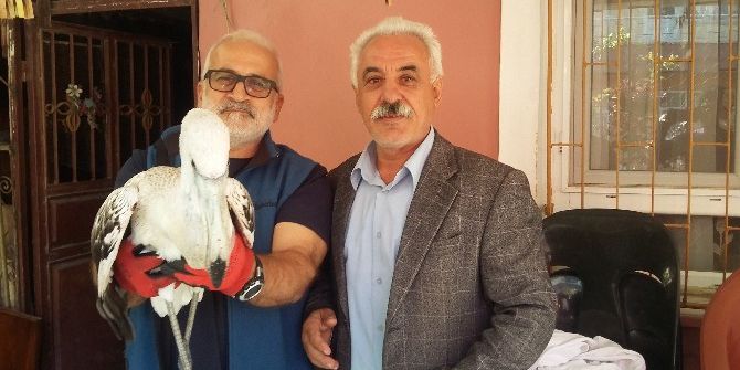 Yaralı Pelikana Vatandaş Şefkati