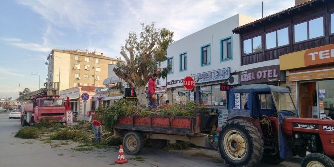 Ayvalık’ta Tehlike Arz Eden Ağaçlara Budama Ayarı