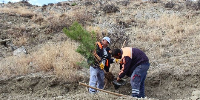 Sungurlu Belediyesi’nden Ağaçlandırma Çalışması