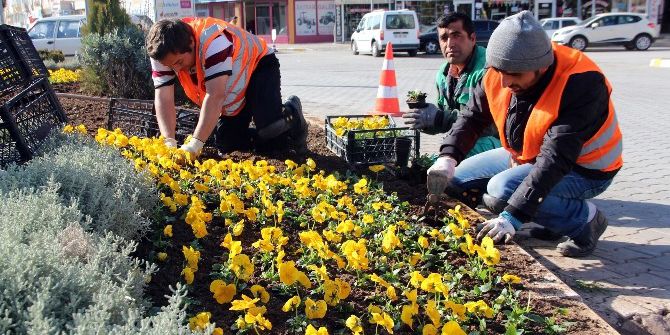 Kışlık Menekşeler Çankırı’yı Renklendirecek