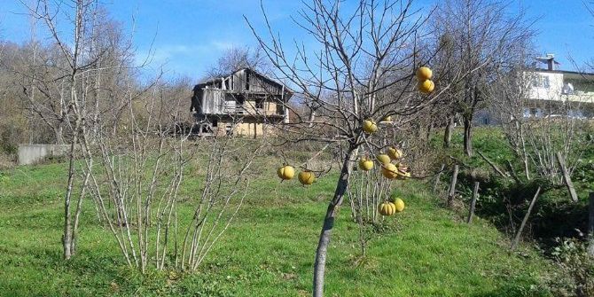 Hurmalar Yalnız Kaldı