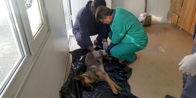 Sakatlanan Köpeğe Belediye Sahip Çıktı