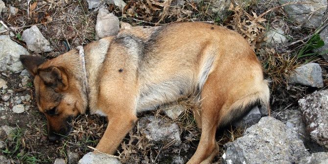 Görme Engelli Vatandaşın Rehber Köpeğini Öldürdüler