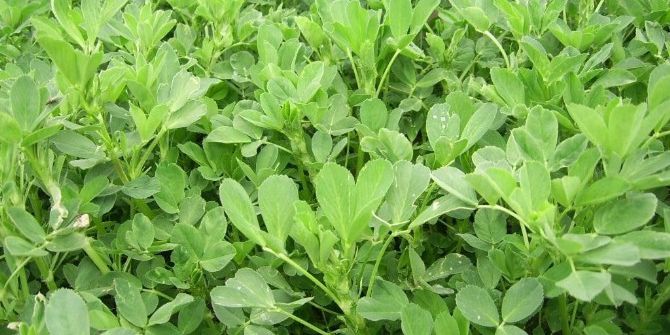 Ayçiçeği Ve Yoncada Ağır Metal İncelemesi Yapıldı