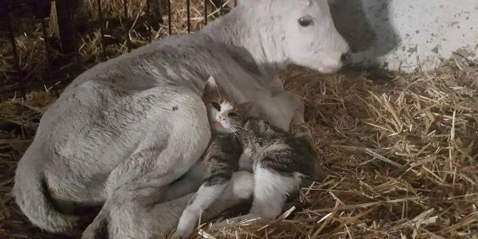 Ayrı Familya Ortak Yaşam