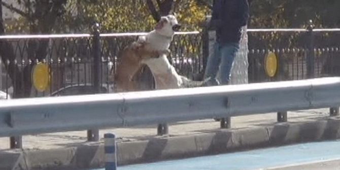 Başıboş Pitbull Dehşeti