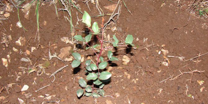 Adana Ve Osmaniye’de 65 Bin Gelir Getirici Tür Fidan Toprakla Buluştu