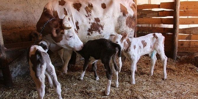 Orköy Bereket Getirdi