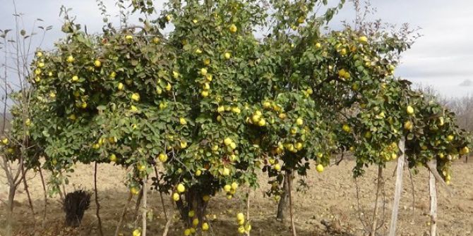 Ayva Ağaçları Meyvelerini Taşıyamıyor