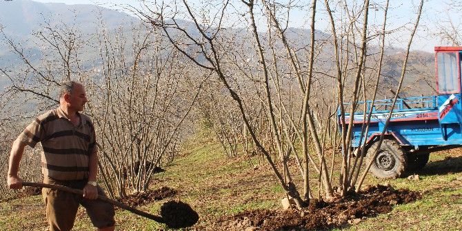 Fındık Fiyatları 9.75 Tl’ye Düştü, Üretici Tepkili