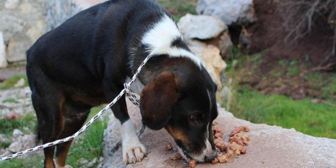 Vicdansızların Ölüme Terk Ettiği Sokak Köpeklerini Belediye Kurtardı