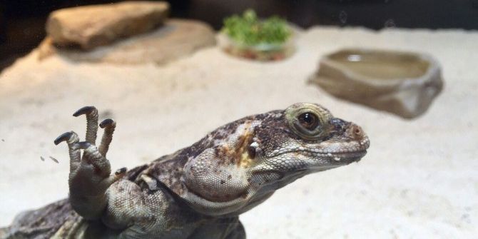 Chuckwalla, Adrenalin Dünyasında Meraklılarını Bekliyor