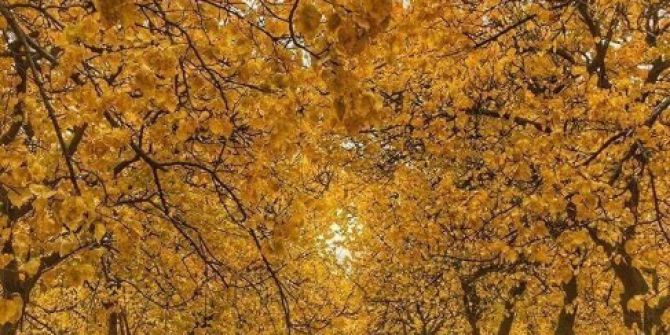 Kayısıda Sonbahar Mücadelesi