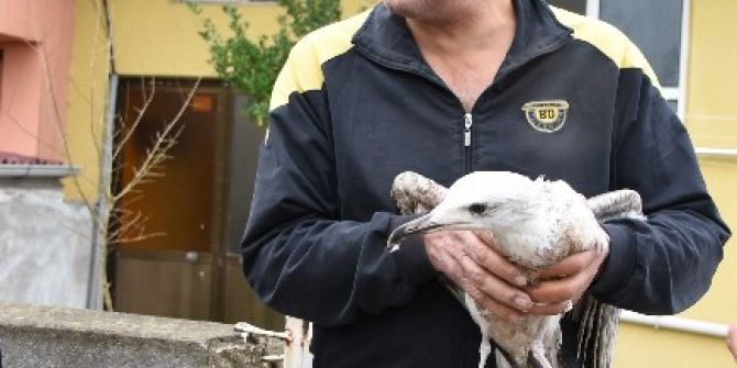 Yaralı Martıya Vatandaş Şefkati