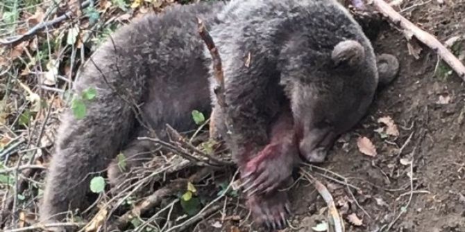 Tuzağa Düşen Ayı, Milli Park Ekiplerince Kurtarıldı