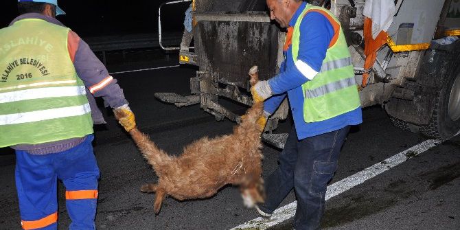 Kamyon Hayvan Sürüsüne, Başka Araç Telef Olan Hayvanlara Çarptı