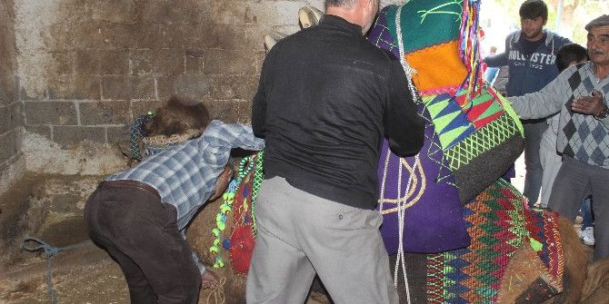 Aydın’da Develere Törenle Havutları Giydirildi