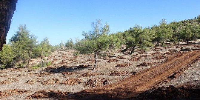 Bozuk Vasıflı Ormanların Rehabilitasyon Çalışmaları Devam Ediyor