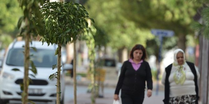 Bayındır Mahallesi’ne 142 Turunç Fidanı