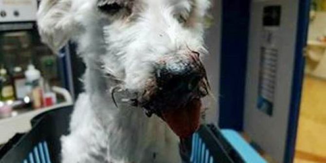 Diyarbakır’daki Patlamada Yaralanan Köpek, İstanbul’da Tedavi Ettirildi