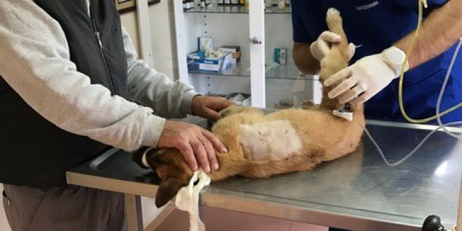 Ayıların Saldırdığı Köpek Ameliyat Edildi