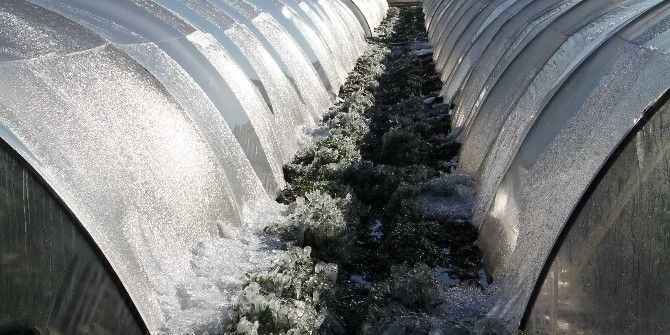 Aydın’a Zirai Don Uyarısı