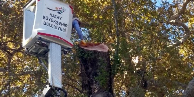 3 Bin Yıllık "Musa Ağacı"na Bakım