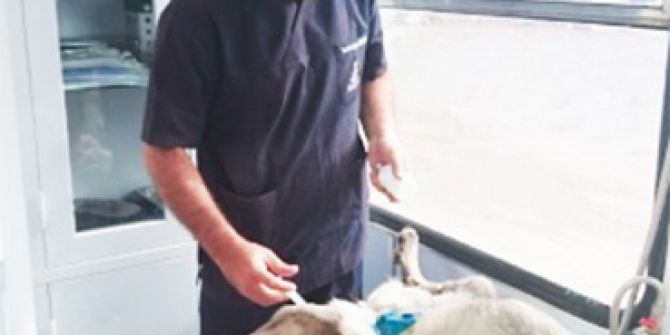 Ağlı’da Sokak Hayvanları Kısırlaştırılıyor