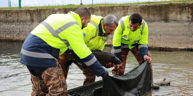10 Kiloluk Sazanlar Sapanca Gölü’nün Doğal Güzelliğini Koruyacak