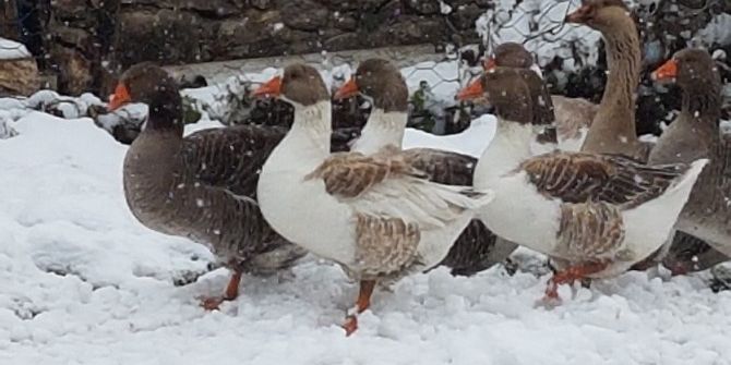 Vezirköprü’de Kazın Ayağına Kar Değdi
