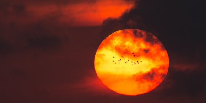 Gördüğünüz Papağanları İhbar Edin...