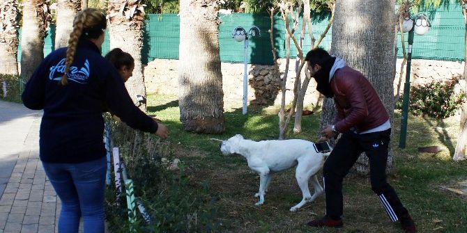 Yangından Kurtarılan Köpek Mutluluk Yaşattı