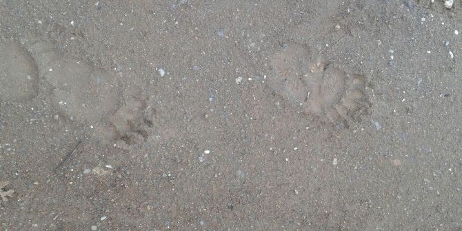 Kazdağlarında Dev Ayı İzi